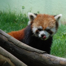 レッサーパンダ