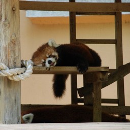 レッサーパンダ
