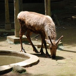 トナカイ