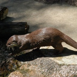 コツメカワウソ