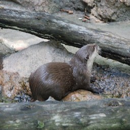 コツメカワウソ