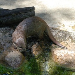 コツメカワウソ
