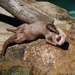 コツメカワウソ