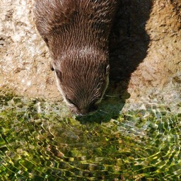 コツメカワウソ