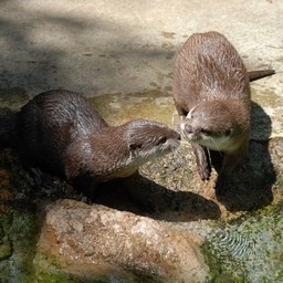 コツメカワウソ