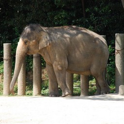 ゾウ