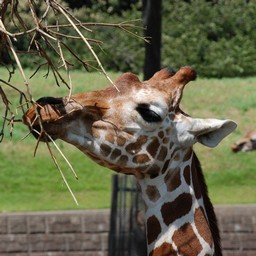 キリン