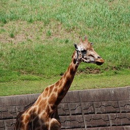 キリン