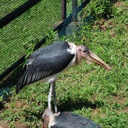アフリカハゲコウ