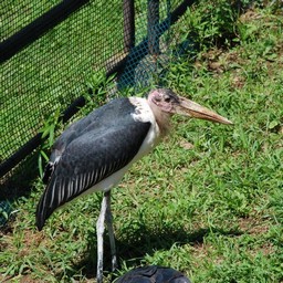 アフリカハゲコウ