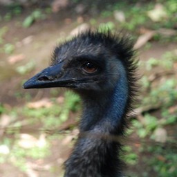 エミュウ