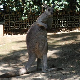 カンガルー