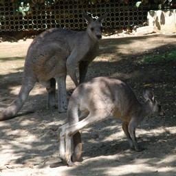 カンガルー