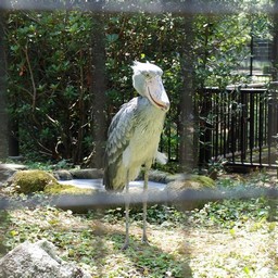 ハシビロコウ