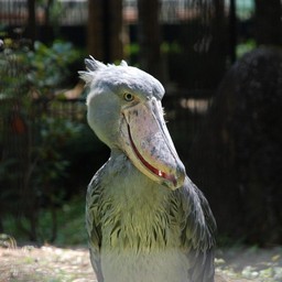 ハシビロコウ