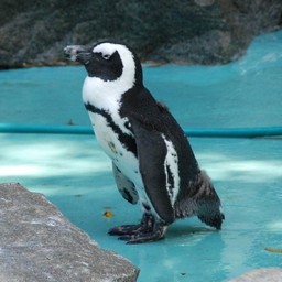 ケープペンギン