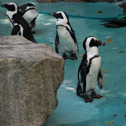 ケープペンギン