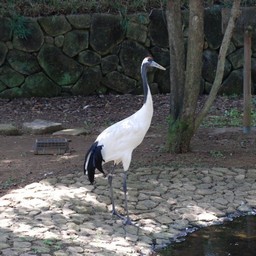 タンチョウ