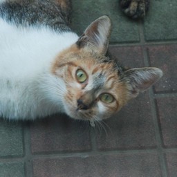 猫・チビ