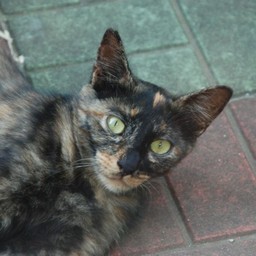 猫・ナツ