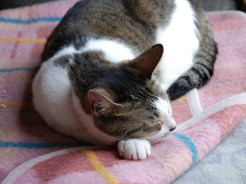 ʌzJsELEY -  - ʐ^f - ݃{