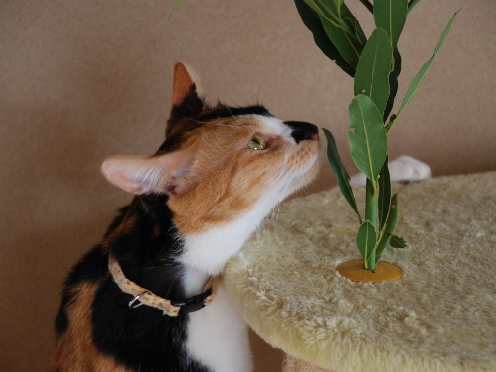 ʌzJsELE -  - ʐ^f - ݃{