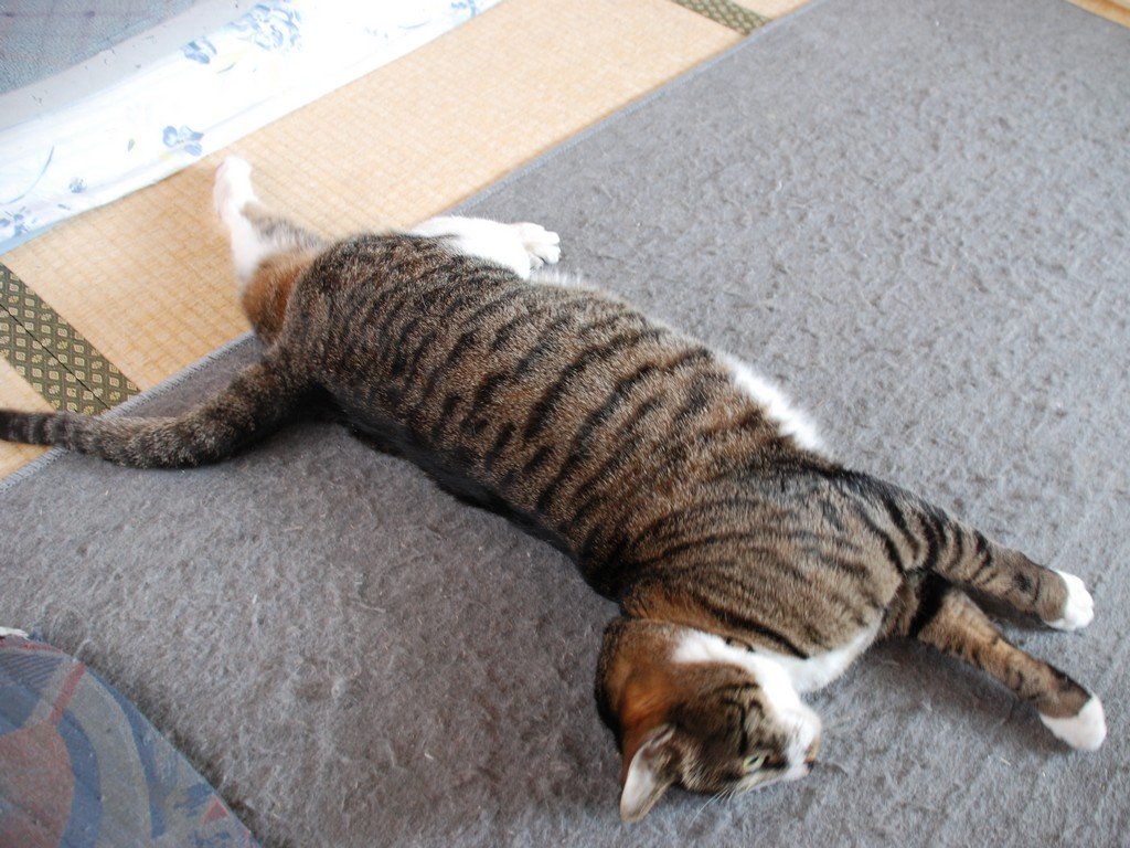 ʌzJsELE~[ -  - ʐ^f - ݃{