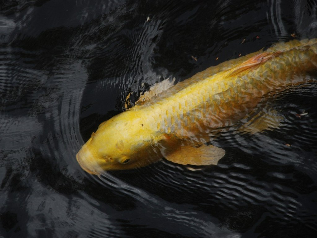 tssE咬RE -  - ʐ^f - ݃{