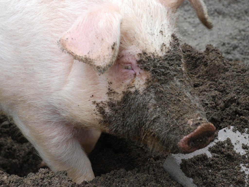 tssEAE -  - ʐ^f - ݃{