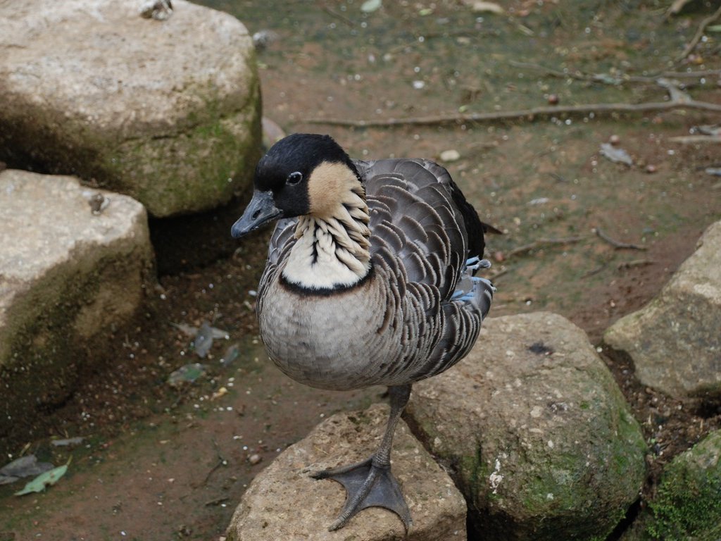 tssEAEJ -  - ʐ^f - ݃{