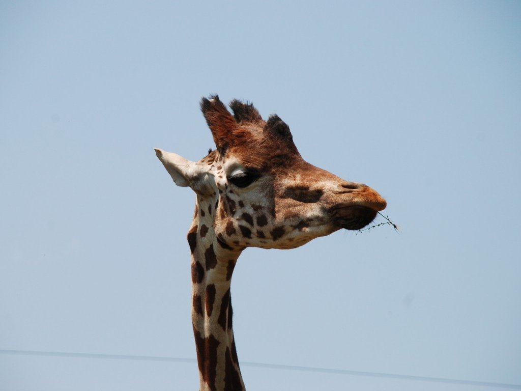 ʌRsEʌǂREL -  - ʐ^f - ݃{