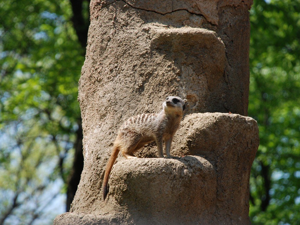 ʌRsEʌǂREv[[hbO -  - ʐ^f - ݃{