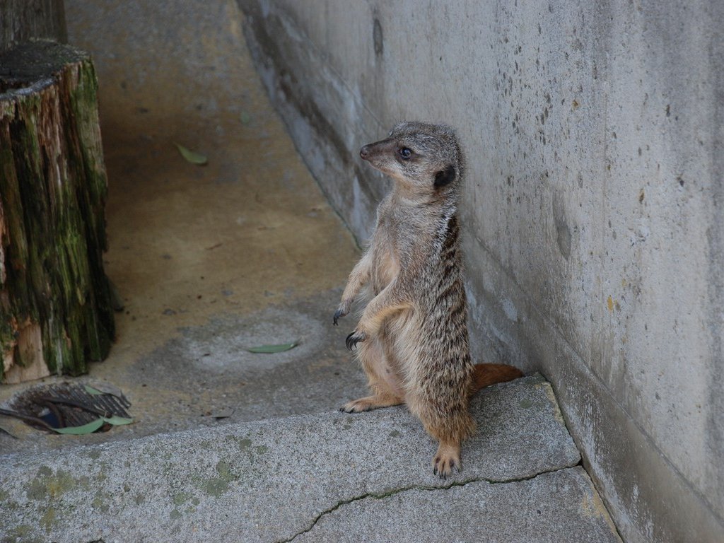 ʌRsEǂE~[ALbg -  - ʐ^f - ݃{