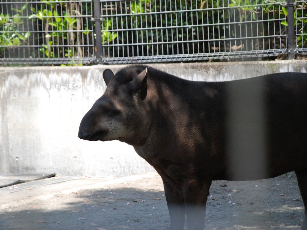 ʌRsEǂEuWoN -  - ʐ^f - ݃{