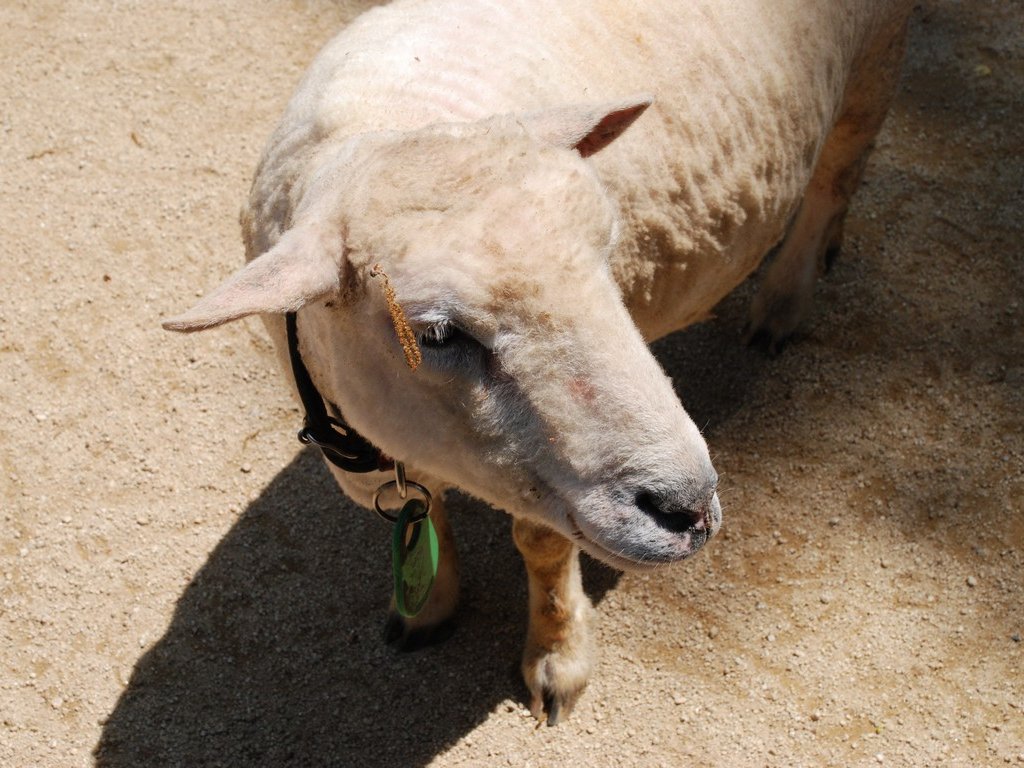 ʌRsEǂEqcW -  - ʐ^f - ݃{