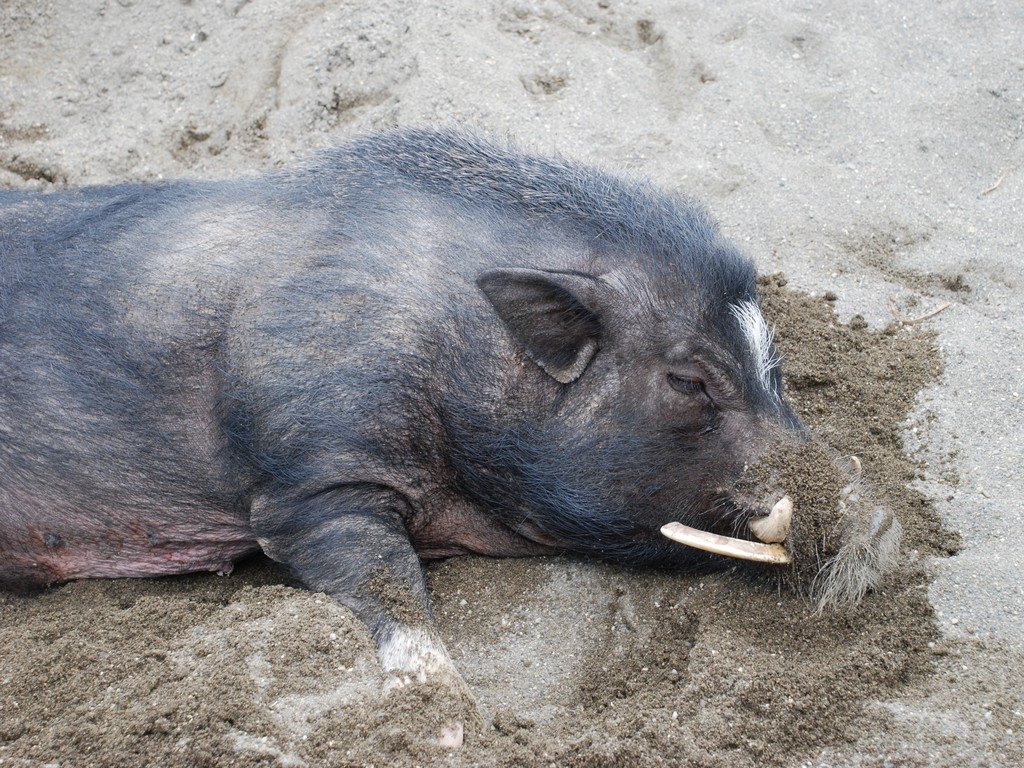 tssEAEu^ -  - ʐ^f - ݃{