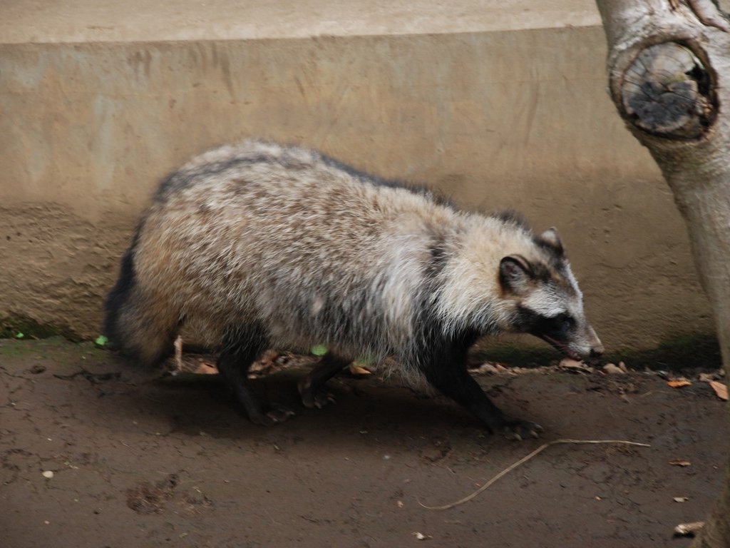 tssEAE^kL -  - ʐ^f - ݃{