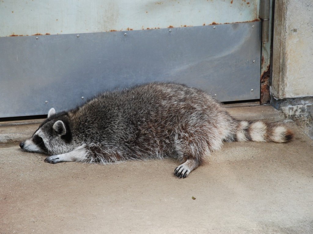 tssEAEACO} -  - ʐ^f - ݃{