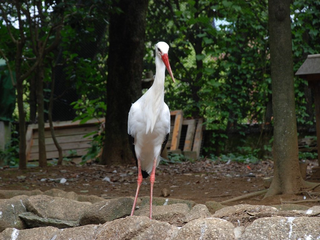 tssEAEVoVRE -  - ʐ^f - ݃{