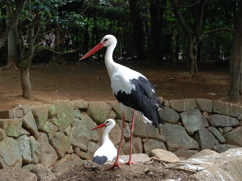 tssEAEVoVRE -  - ʐ^f - ݃{