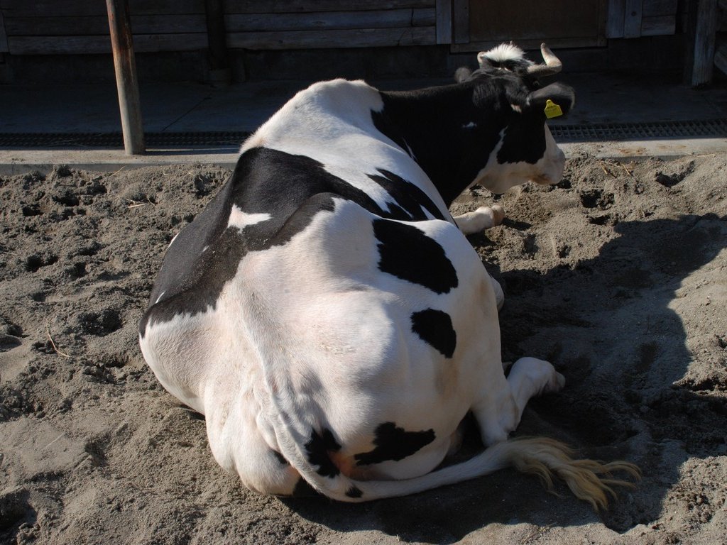tssEAEEV -  - ʐ^f - ݃{