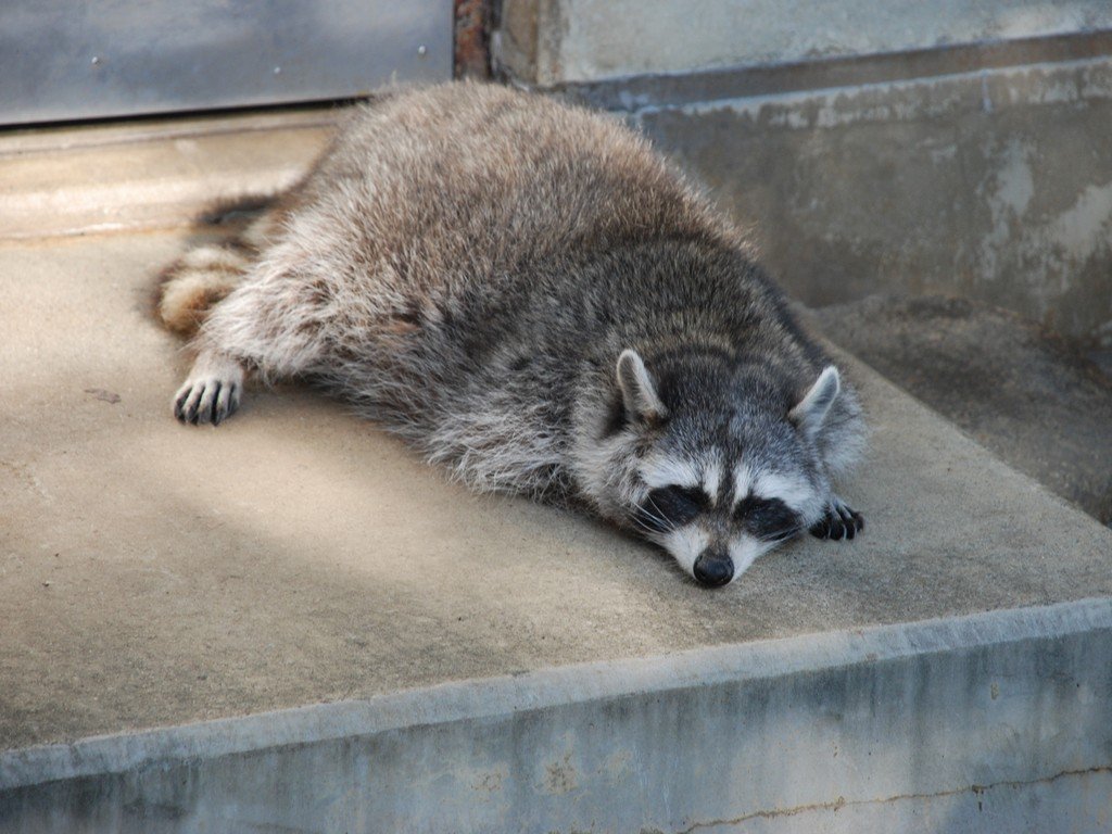 tssEAEACO} -  - ʐ^f - ݃{