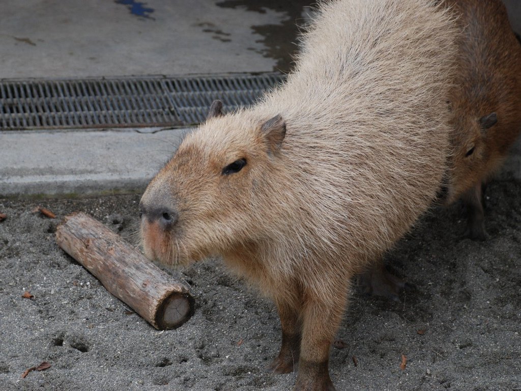 tssEssAEJso -  - ʐ^f - ݃{