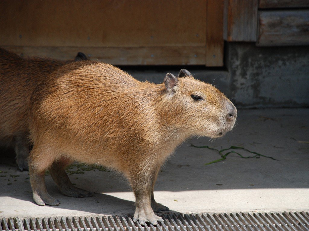 tssEs쎩RAEJso -  - ʐ^f - ݃{