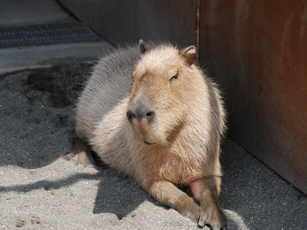 tssEs쎩RAEJso -  - ʐ^f - ݃{