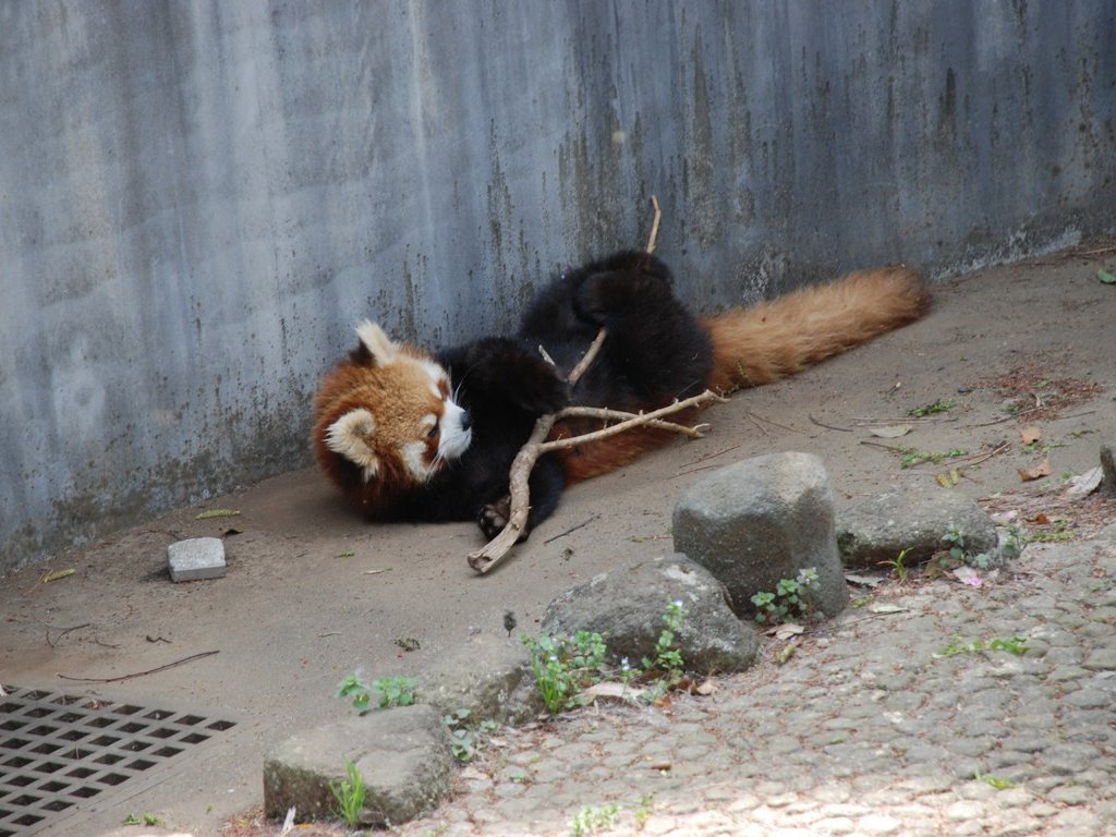 tssEs쎩RAEbT[p_ -  - ʐ^f - ݃{