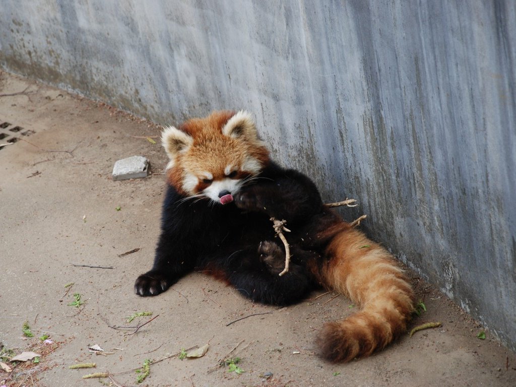 tssEs쎩RAEbT[p_ -  - ʐ^f - ݃{