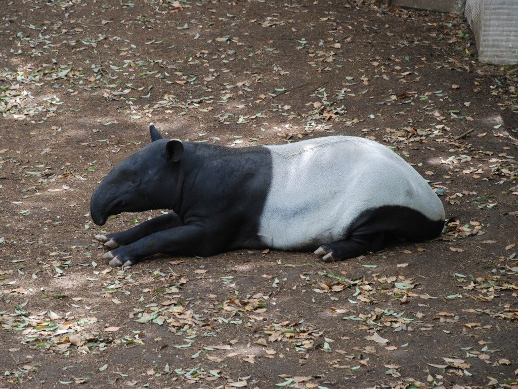 ttsEtE}[oN -  - ʐ^f - ݃{