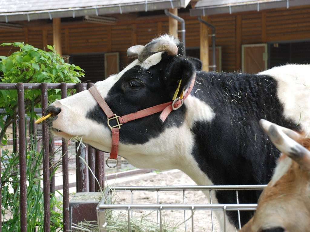 ttsEtEEV -  - ʐ^f - ݃{