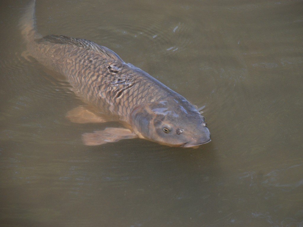 tssEAE -  - ʐ^f - ݃{